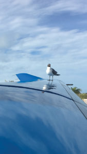 Pilatus PC-12 wing at Cat Cay, Bahamas
