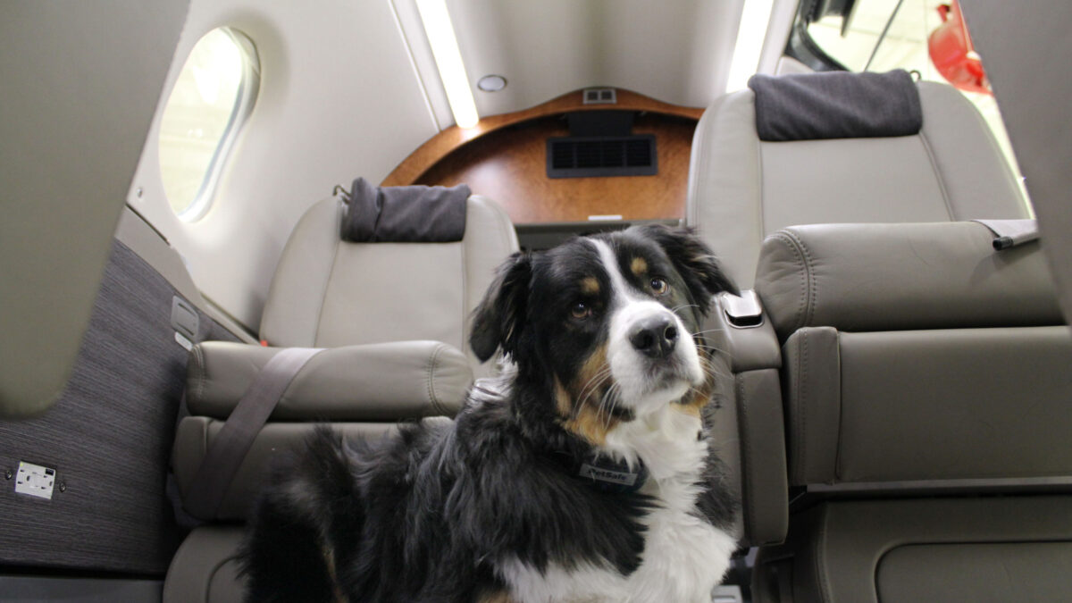 Dog on plane- flying with pets